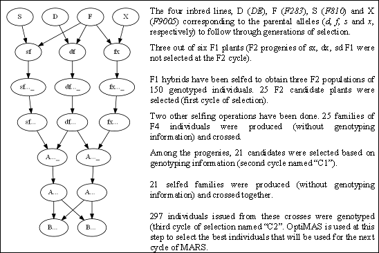 Figure 6: multiparental MAS study (Blanc et al., 2006, 2008) used as example within OptiMAS
